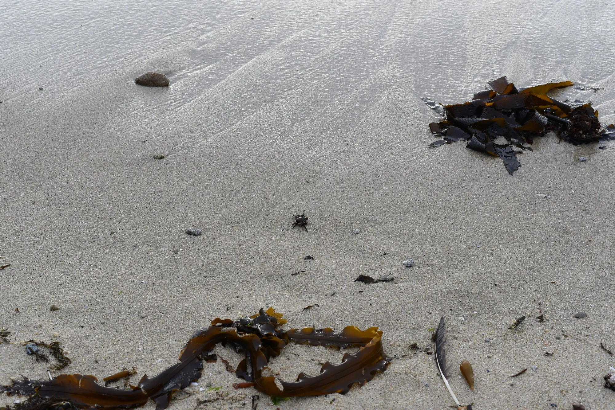 Strand of kelp washed up on pale sand