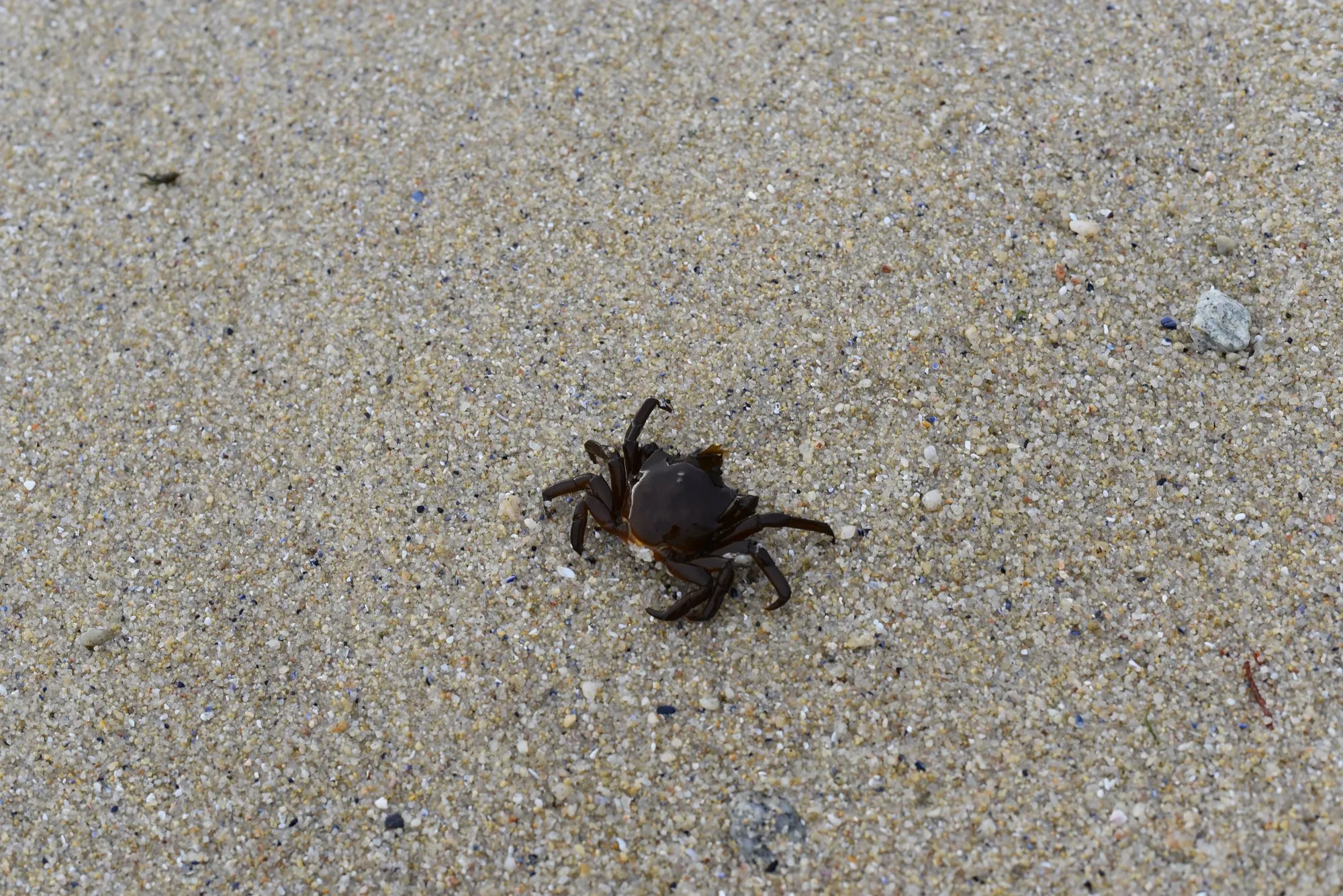 Small crab on the sand at the tide line